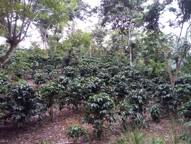 Finca cafetalera en venta Naranjo Alajuela