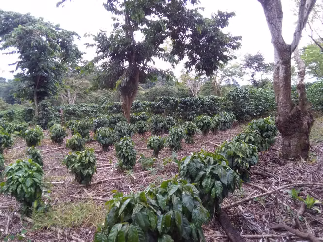 Finca cafetalera en venta Naranjo Alajuela