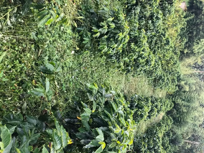 Cartago Vendo FINCA SEMBRADA CAFE ,Orosi, 251.891m2 CRC400MILLONES - Imagen 3