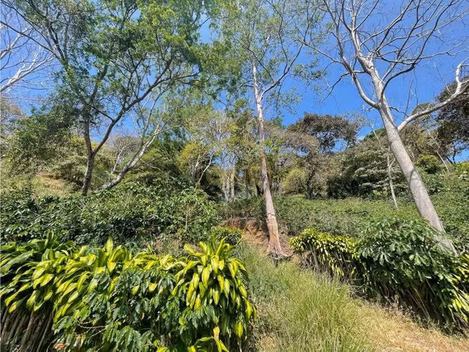 Venta de Finca cultivo de Café en Atenas - Imagen 4