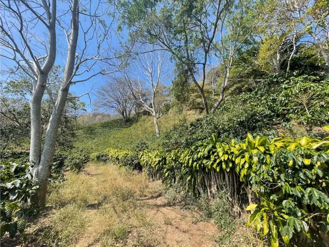 Venta de Finca cultivo de Café en Atenas - Imagen 8