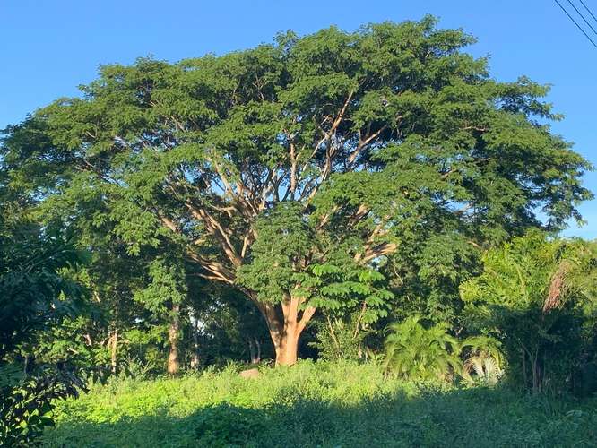 Se venden QUINTAS EN EL CENTRO DE MIRAMAR PUNTARENAS