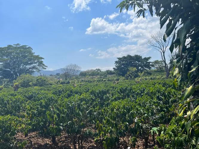 SE VENDE EN GRECIA PROPIEDAD CON PRODUCCIÓN DE CAFÉ 130 HECTAREAS - $20 m2 - Imagen 13