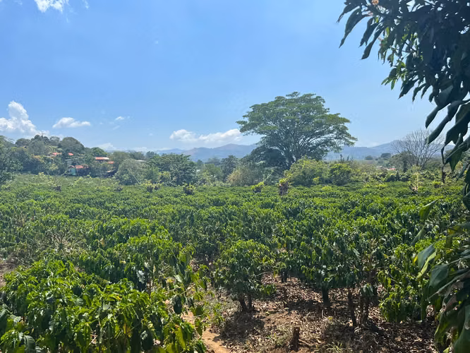 SE VENDE EN GRECIA PROPIEDAD CON PRODUCCIÓN DE CAFÉ 130 HECTAREAS - $20 m2 - Imagen 14