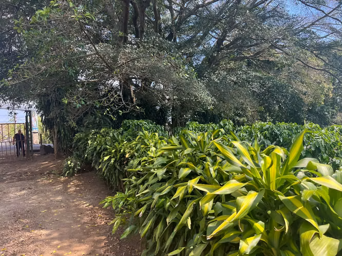 SE VENDE EN GRECIA PROPIEDAD CON PRODUCCIÓN DE CAFÉ 130 HECTAREAS - $20 m2 - Imagen 17