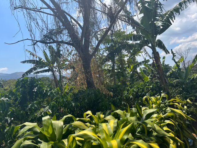 SE VENDE EN GRECIA PROPIEDAD CON PRODUCCIÓN DE CAFÉ 130 HECTAREAS - $20 m2 - Imagen 18