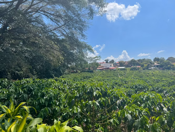 SE VENDE EN GRECIA PROPIEDAD CON PRODUCCIÓN DE CAFÉ 130 HECTAREAS - $20 m2 - Imagen 16