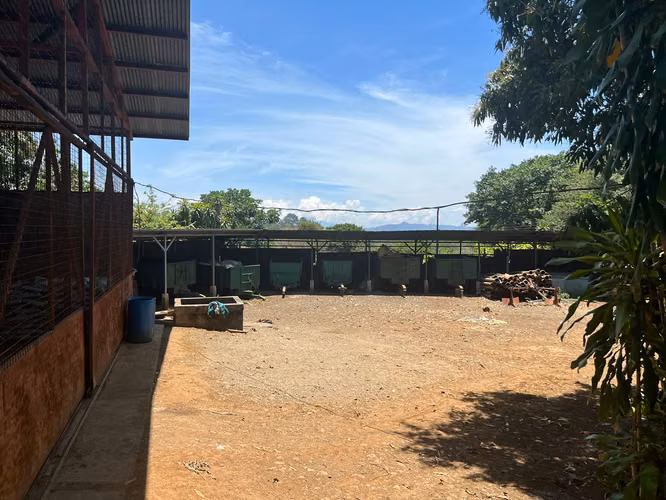SE VENDE EN GRECIA PROPIEDAD CON PRODUCCIÓN DE CAFÉ 130 HECTAREAS - $20 m2 - Imagen 11