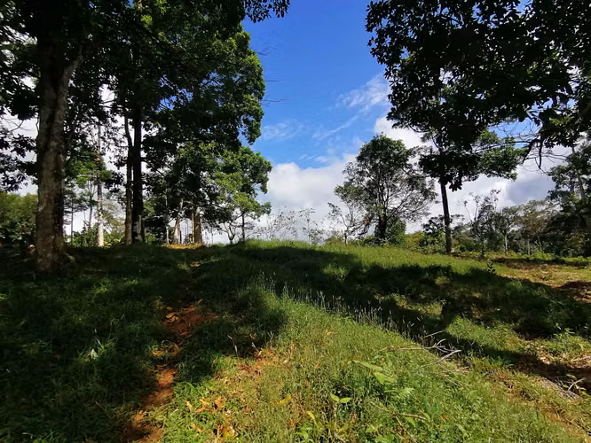 FINCA EN VENTA. 7,8 HECT. PLANA. RIO. DOS RIOS UPALA - Imagen 8