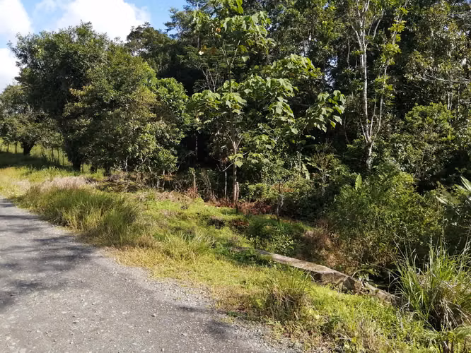 FINCA EN VENTA. 7,8 HECT. PLANA. RIO. DOS RIOS UPALA - Imagen 11