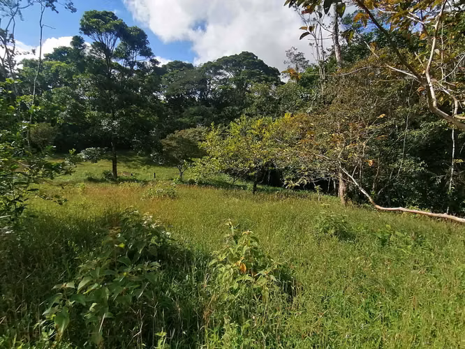 FINCA EN VENTA. 7,8 HECT. PLANA. RIO. DOS RIOS UPALA - Imagen 15