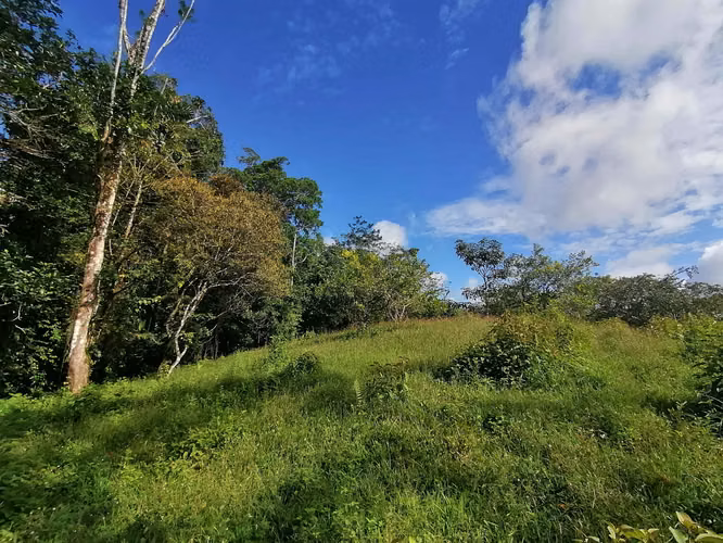 FINCA EN VENTA. 7,8 HECT. PLANA. RIO. DOS RIOS UPALA - Imagen 9