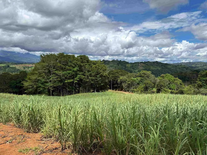Se Vende Terreno Agrícola en Juntas de Pacuar, Pérez Zeledón