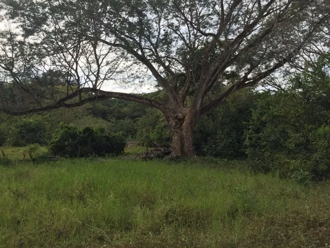 Lote 473 m² en Playa Cabuya, cerca de Cabo Blanco