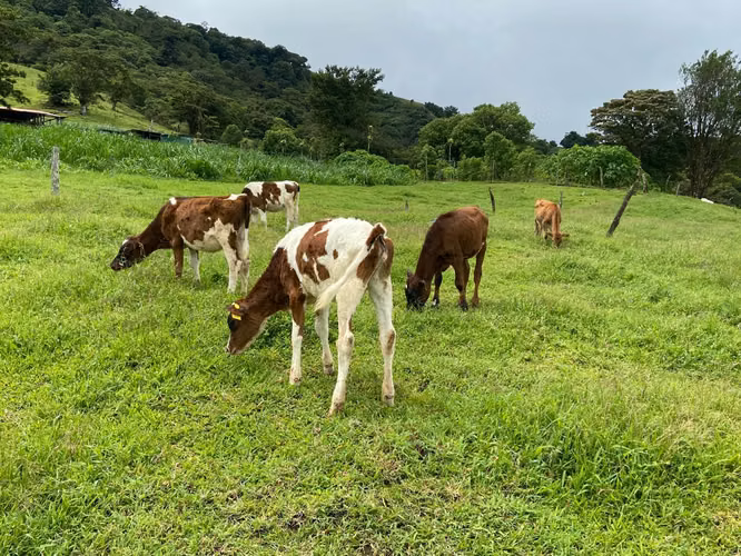 Espectacular finca de 5.4 ha en Monteverde -EU