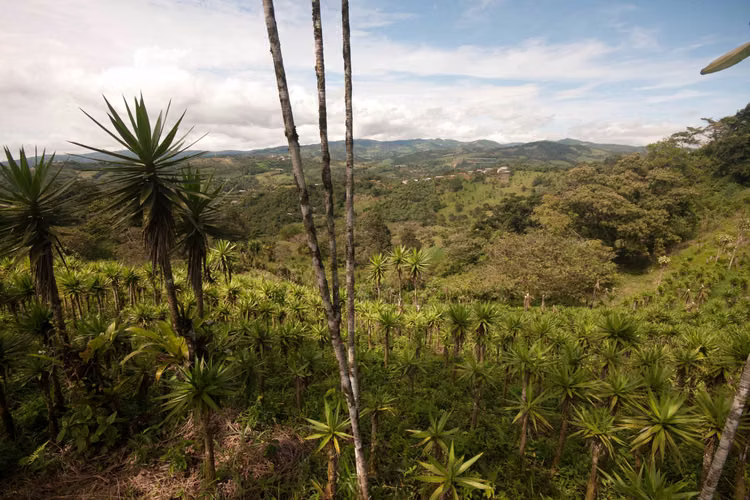 La finca para hacer realidad sus proyectos, Los Angeles de San Ramón, .( GP 1307 4) - Imagen 2