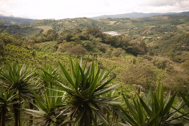 La finca para hacer realidad sus proyectos, Los Angeles de San Ramón, .( GP 1307 4) - Imagen 3