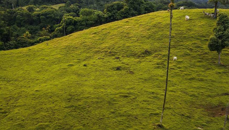 Finca ganadera de 117 hectáreas en Sarapiquí: inversión ideal con vistas a las montañas