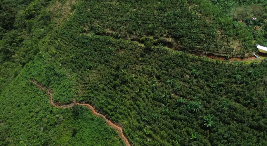 finca cafetalera en venta ubicada en tarrazu