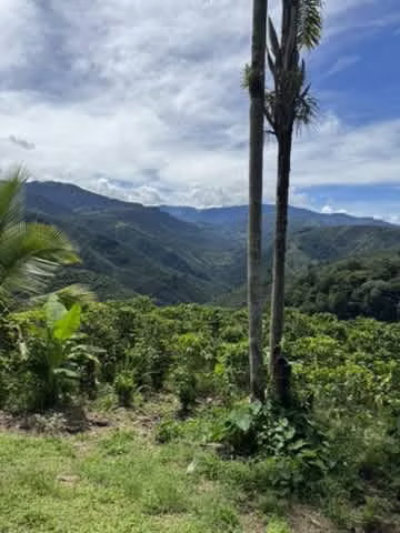 finca cafetalera en venta ubicada en tarrazu