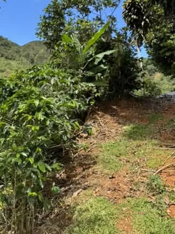 finca cafetalera en venta ubicada en tarrazu