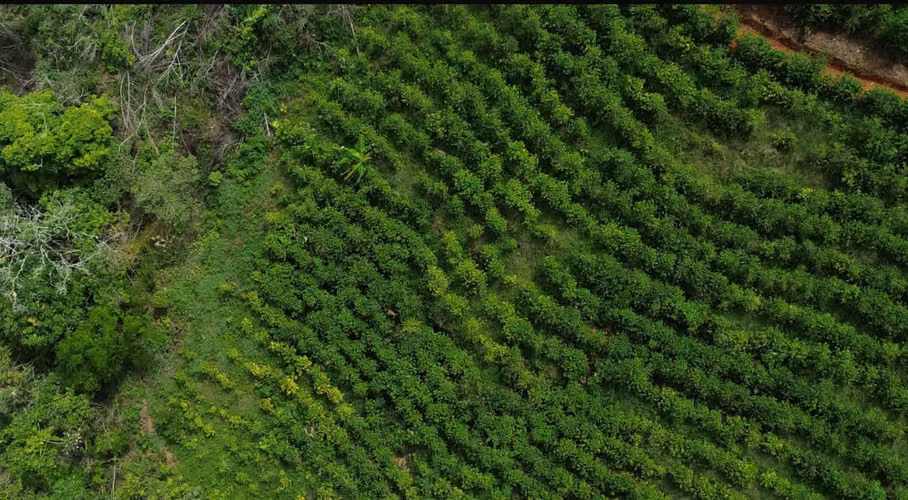 finca cafetalera en venta ubicada en tarrazu