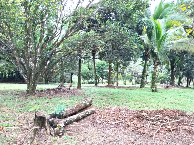 Venta finca Alajuela San Ramon - Imagen 10