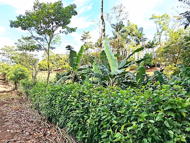 Venta finca Alajuela San Ramon