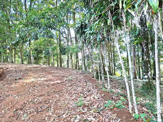 Venta finca Alajuela San Ramon - Imagen 5