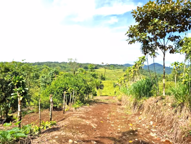 Venta finca Alajuela San Ramon - Imagen 4