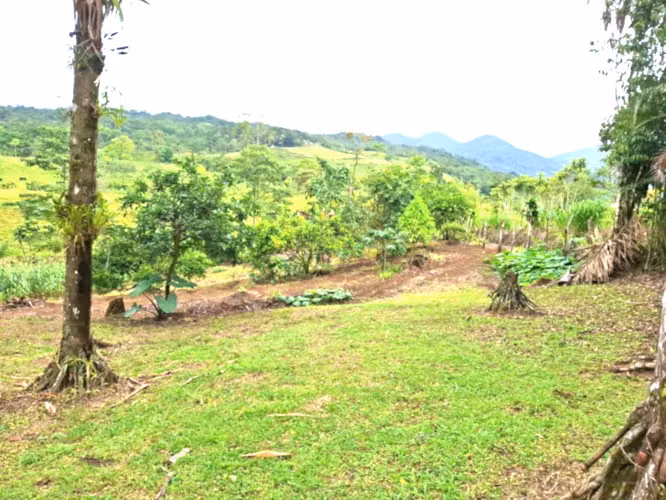 Venta finca Alajuela San Ramon - Imagen 7