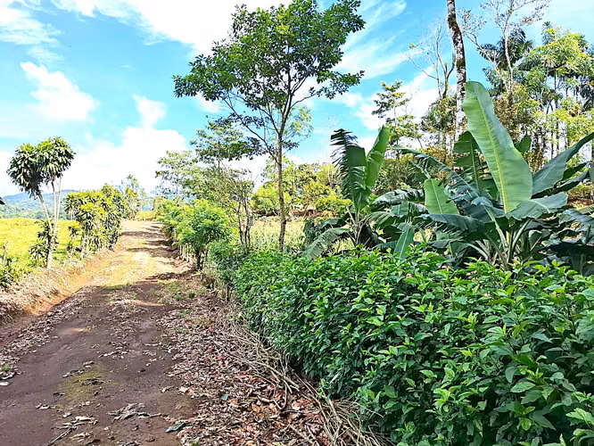 Venta finca Alajuela San Ramon - Imagen 8