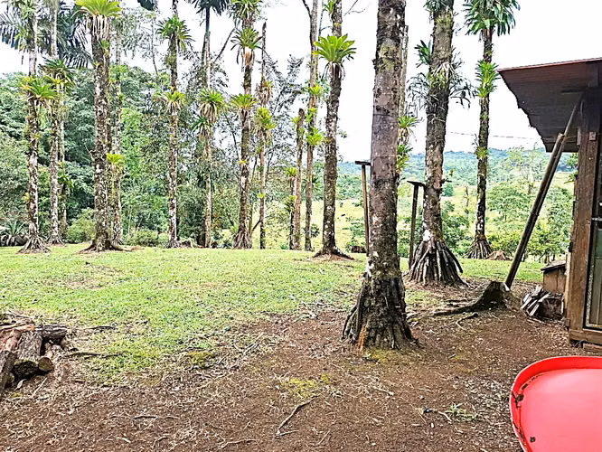 Venta finca Alajuela San Ramon - Imagen 9