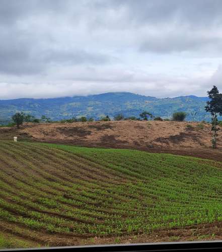 Finca de 20 hectáreas en Turrialba: ideal para ganadería o agricultura con vistas a las montañas - Imagen 15