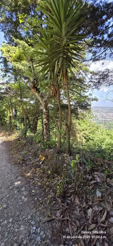 Venta de 4 hectáreas en San Diego del la Unión Cartago - Imagen 5