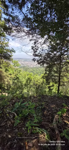 Venta de 4 hectáreas en San Diego del la Unión Cartago - Imagen 8