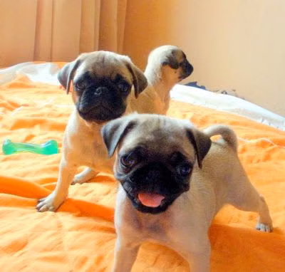 PUG CARLINOS HEMBRAS/MACHOS ENTREGA 29 JULIO 2026 PERROSALFAK9.COM