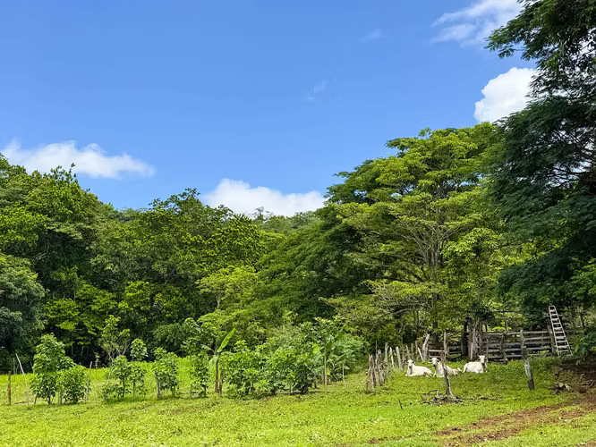 Se vende Terreno en Chomes, Puntarenas (MV). - Imagen 13