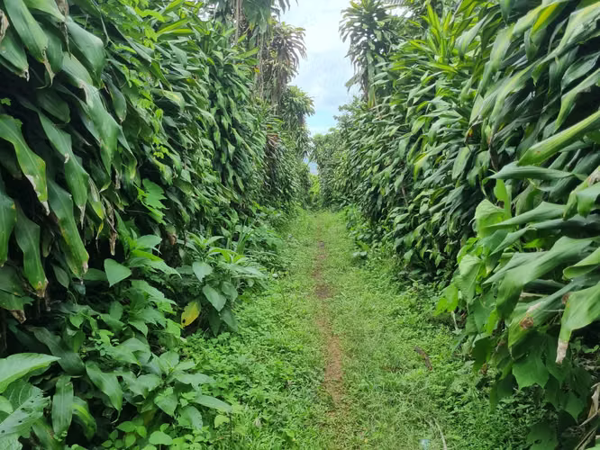 Venta de Finca en Palmares, Alajuela - Oportunidad de Inversión - - Imagen 7