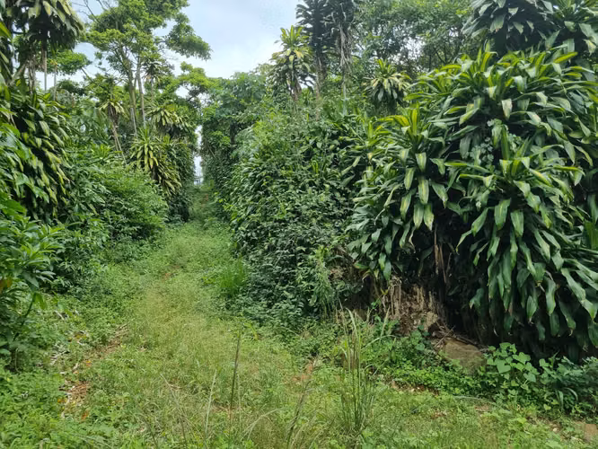 Venta de Finca en Palmares, Alajuela - Oportunidad de Inversión - - Imagen 8