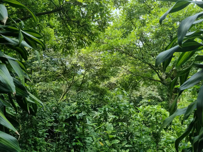 Venta de Finca en Palmares, Alajuela - Oportunidad de Inversión - - Imagen 10