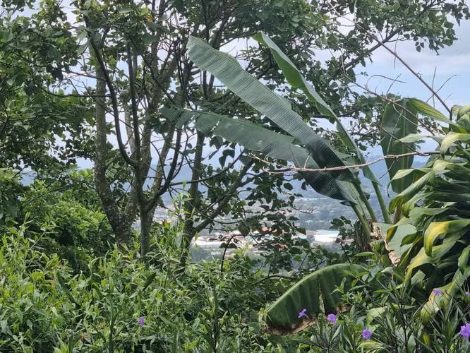Venta de Finca en Palmares, Alajuela - Oportunidad de Inversión - - Imagen 13