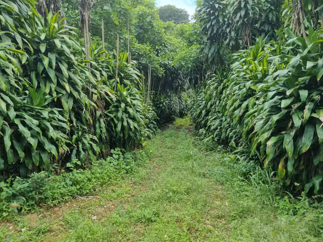 Venta de Finca en Palmares, Alajuela - Oportunidad de Inversión - - Imagen 4