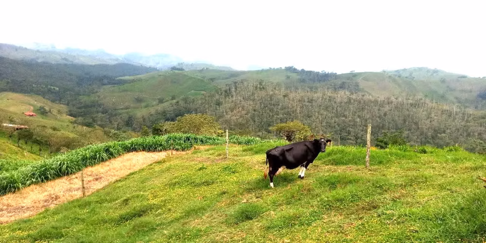 Venta finca Alajuela Zarcero ganado lechero - Imagen 2