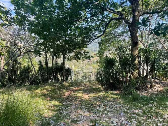 Venta Finca de Cafe, Beneficio y casa en Atenas - Imagen 14