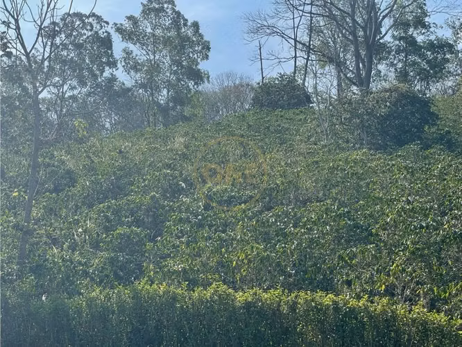 Venta Finca de Cafe, Beneficio y casa en Atenas - Imagen 13