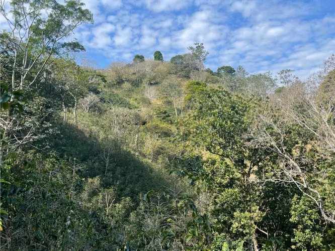 Venta Finca de Cafe, Beneficio y casa en Atenas - Imagen 12