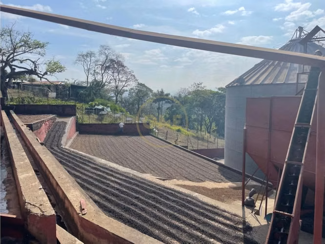 Venta Finca de Cafe, Beneficio y casa en Atenas - Imagen 6