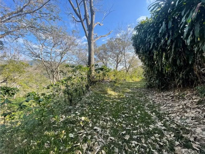 Venta Finca de Cafe, Beneficio y casa en Atenas - Imagen 9