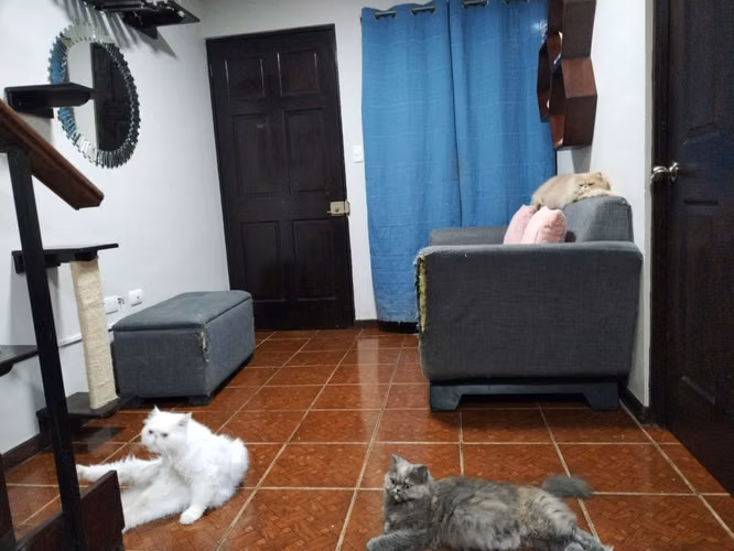 LC. id 40490 Venta de propiedad con 2 apartamentos y una casa - Imagen 12